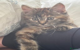 Persian cats for sale: Beautiful Persian x long haired kitten  - Image 20