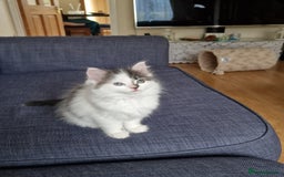 Mixed Breed cats for sale: Rare Ragdoll × Norwegian Forest kittens - Image 19