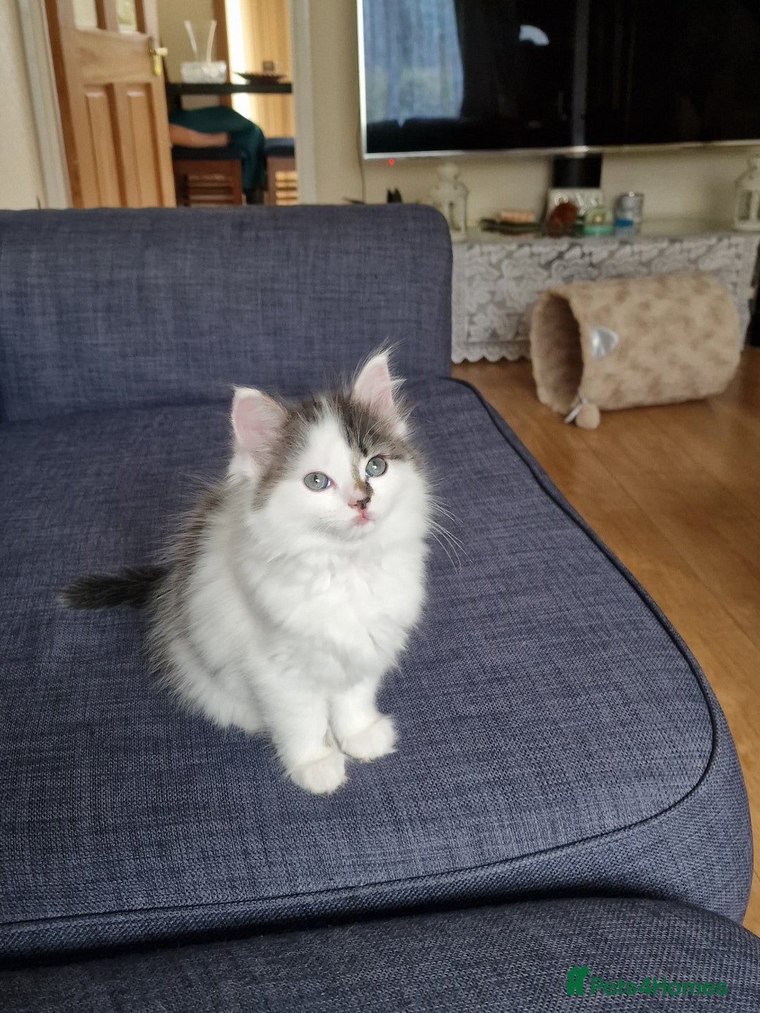 Mixed Breed cats for sale: Rare Ragdoll × Norwegian Forest kittens - Image 19
