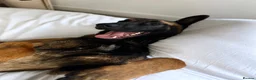 Belgian Shepherd Dog dogs for sale: Belgium Malinois - Advert 4