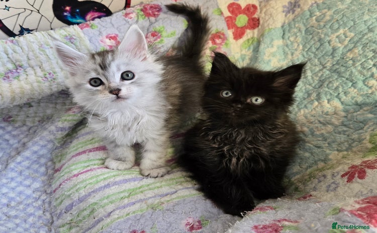 Maine Coon cats - Advert 6