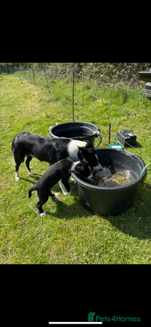 Border Collie dogs in Saffron Walden - Advert 2