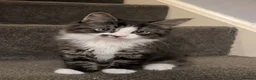 Mixed Breed cats for sale: Beautiful mixed breed Kittens  - Advert 14