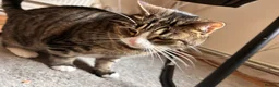 Domestic Shorthair cats for sale: 2 cute kitties need rehoming ASAP!! (FREE) in London - Advert 2