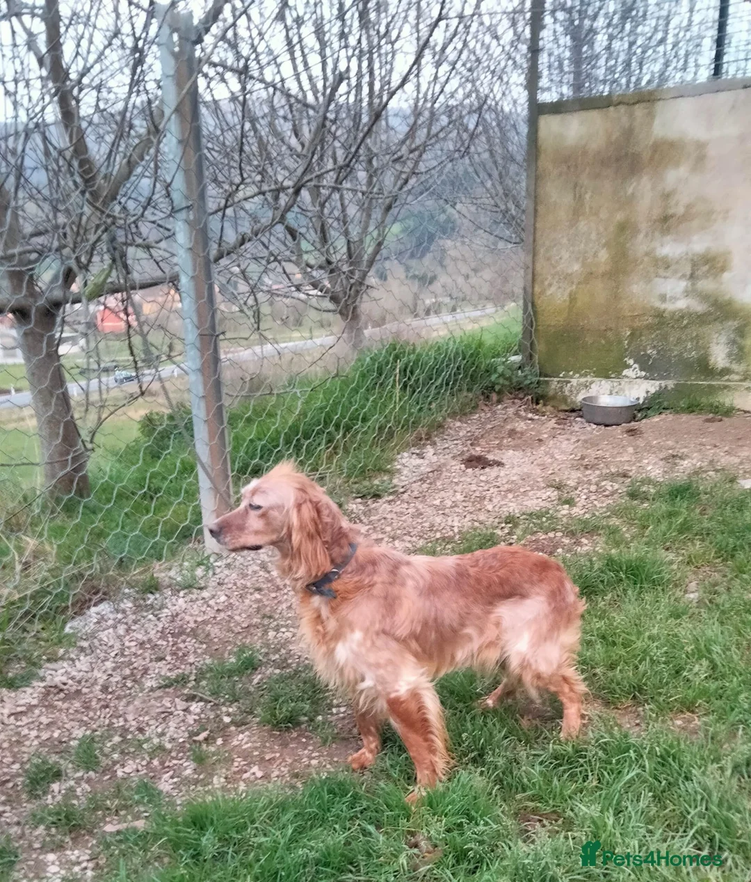 English Setter dogs for adoption: Checa in Brentford - Advert 2