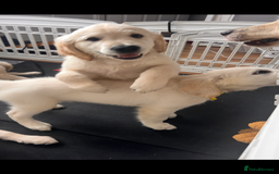 Golden Retriever dogs for sale: Only 2 left!Fully vaccinated !£1000 - Image 20