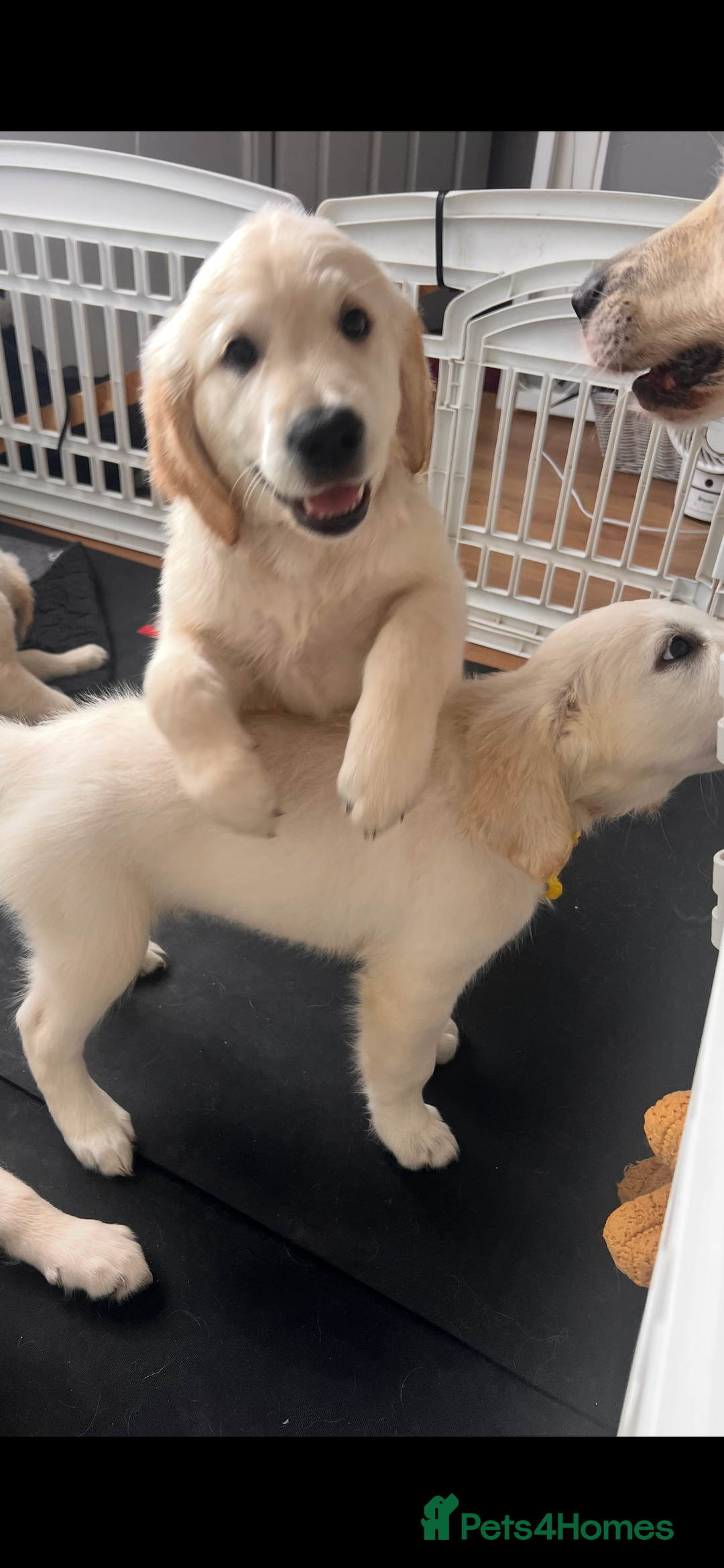 Golden Retriever dogs for sale: Only 2 left!Fully vaccinated !£1000 - Image 20