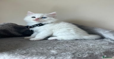 Turkish Angora cats - Advert 5