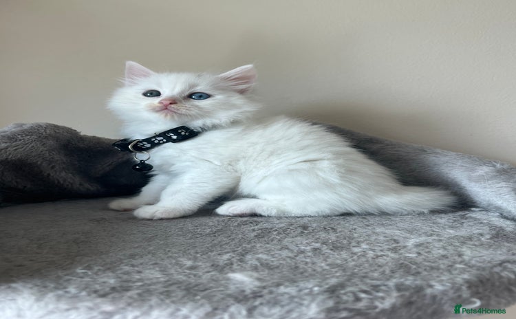 Turkish Angora cats - Advert 2