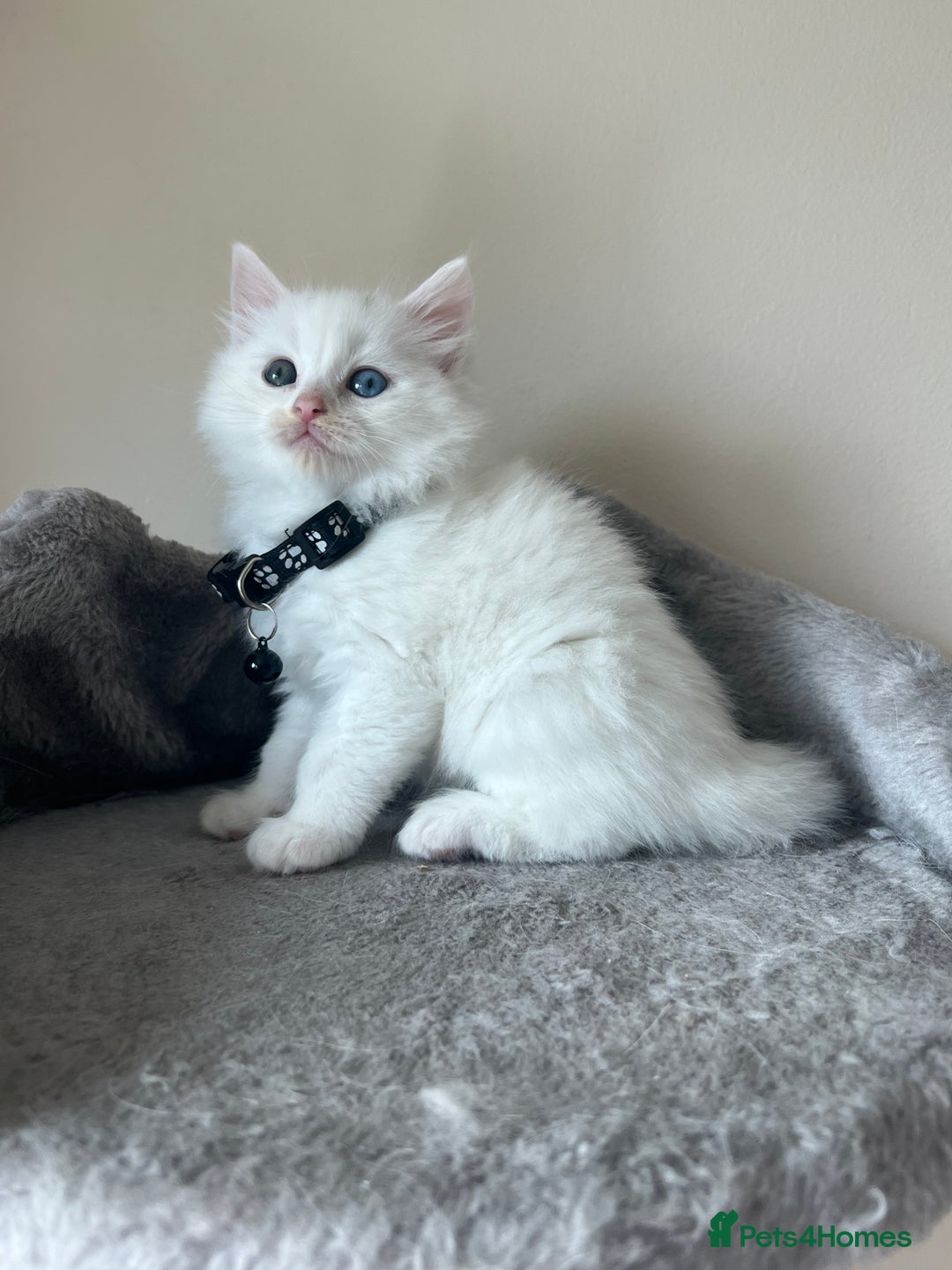 Turkish Angora cats for sale: Turkish Angora/ Ragdoll kittens for SALE !!! - Image 1
