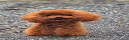 Maltipoo dogs for sale: Asian toy F1 Maltipoos - Advert 4