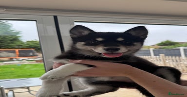 Siberian Husky dogs - Advert 11