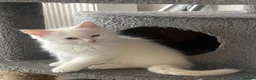 Ragdoll cats for sale: Beautiful Ragdoll & Ragdoll Cross Kittens  - Advert 17
