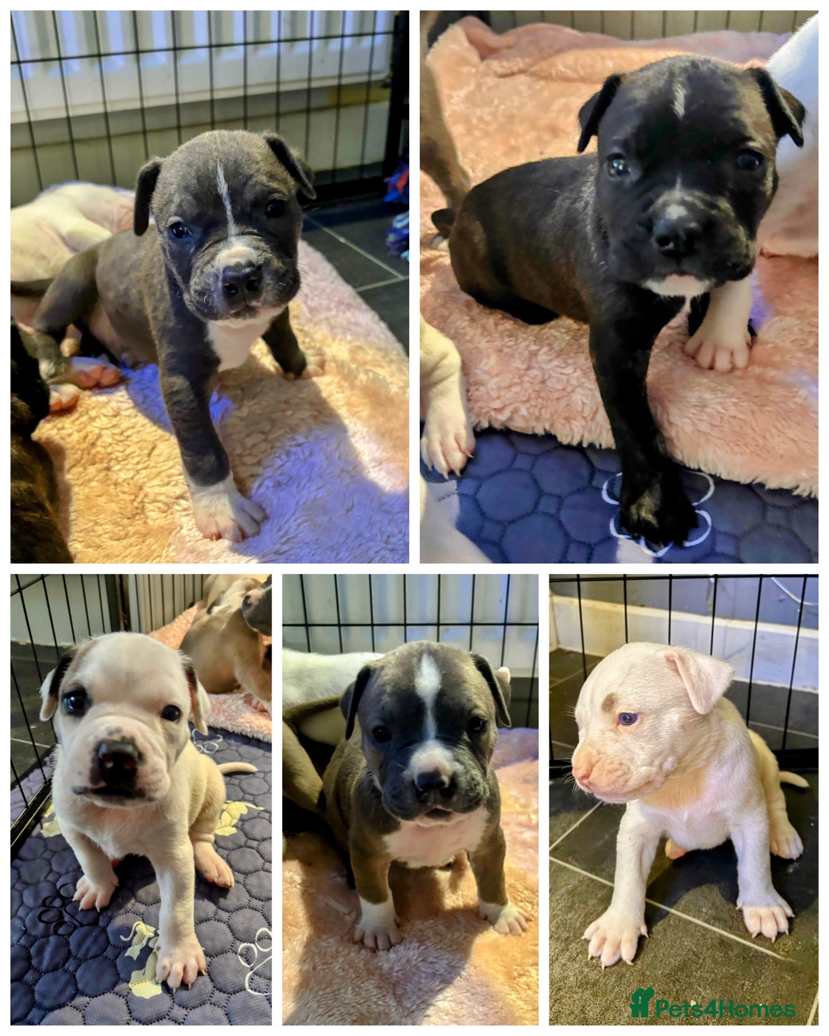 Mixed Breed dogs 5 BOYS REMAINING Cane corso/Ambull/Amstaffpuppies  - Advert 1