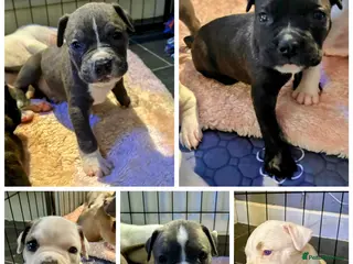 Mixed Breed dogs 5 BOYS REMAINING Cane corso/Ambull/Amstaffpuppies - Advert 1