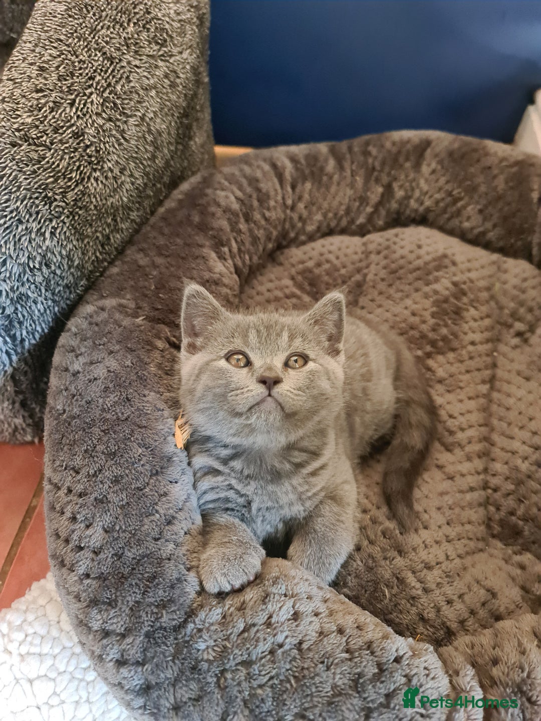 British Shorthair cats for sale: Both parents pedigrees- Dad 5x 🏆 3 boys 1 girl  - Image 16