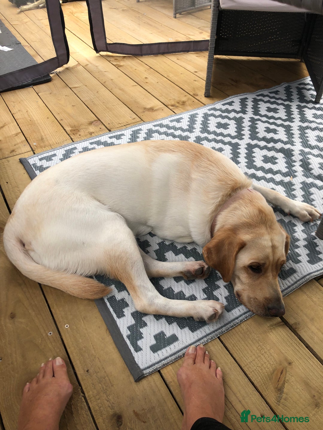 Labrador Retriever dogs for stud: Stud Labrador  - Advert 2