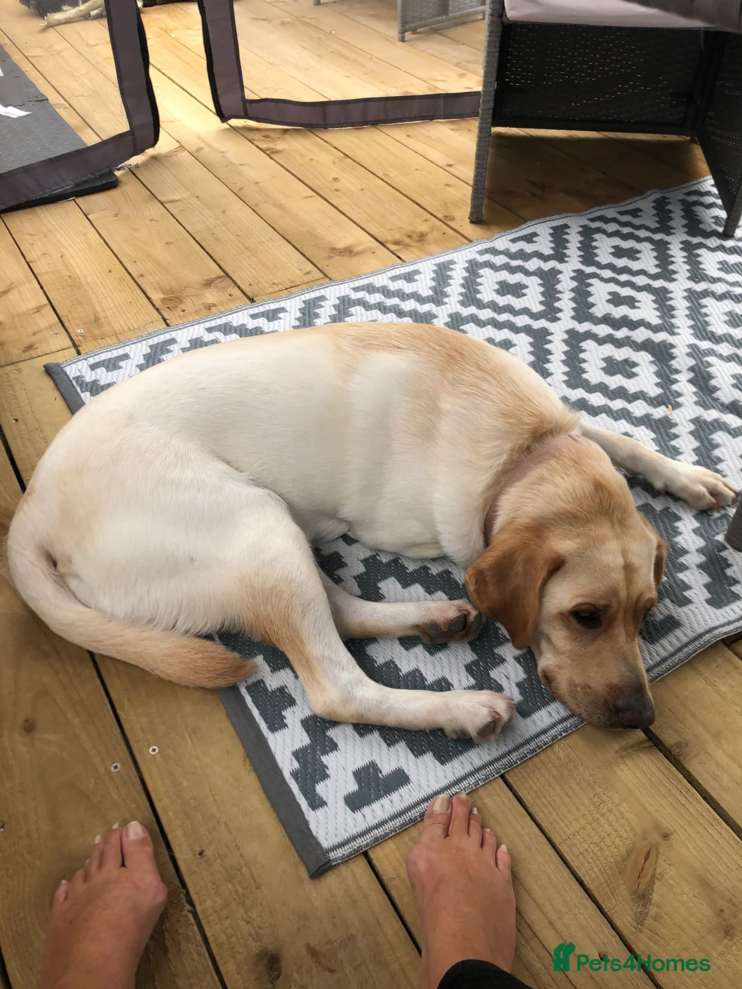 Labrador Retriever dogs for stud: Stud Labrador  - Advert 2