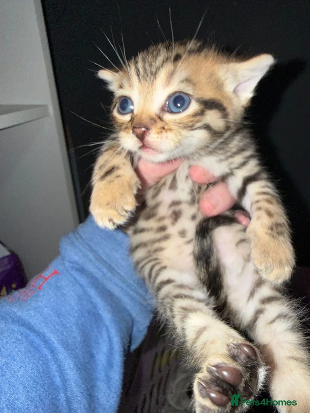 Mixed Breed cats for sale: Mixed gender kittens - Advert 5