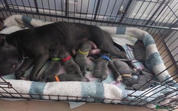 Staffordshire Bull Terrier dogs for sale: Blue Staffordshire Bull Terrier 🐶 Puppies 🐶 - Image 4