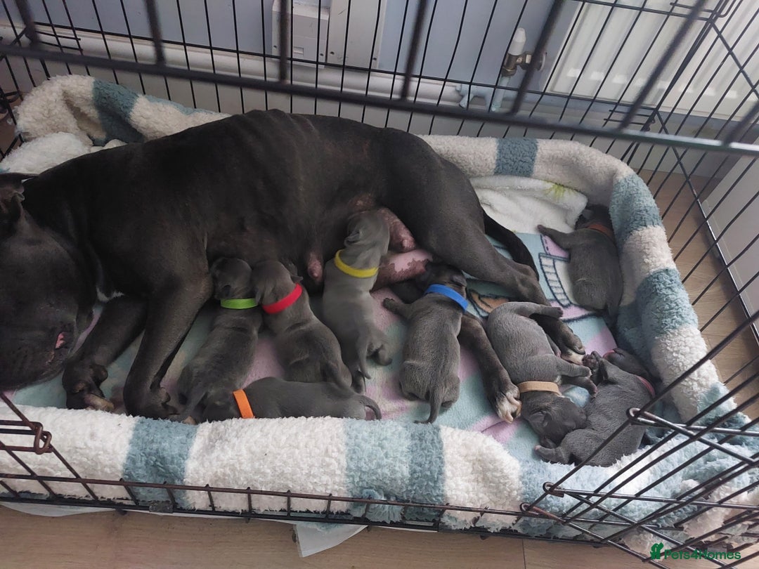 Staffordshire Bull Terrier dogs for sale: Blue Staffordshire Bull Terrier 🐶 Puppies 🐶 - Image 4