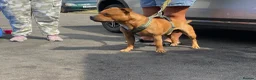 Staffordshire Bull Terrier dogs for stud: KC Registered Red Staffordshire Bull Terrier Stud in Crawley - Advert 3
