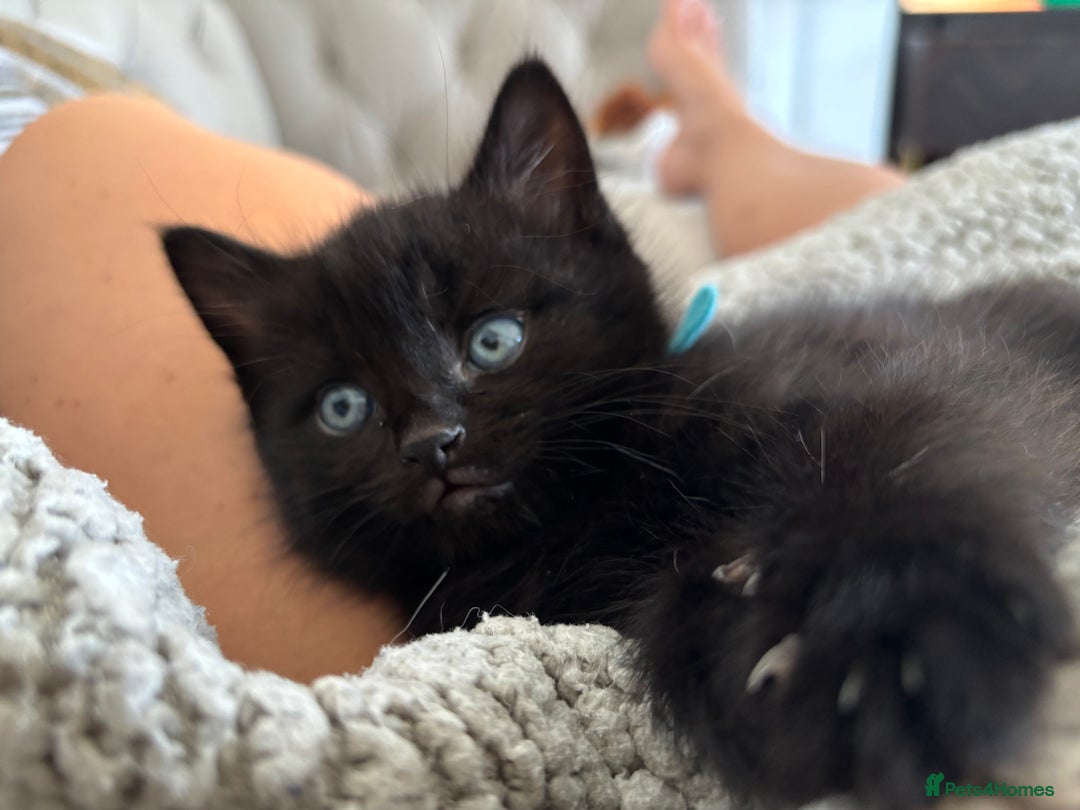 Mixed Breed cats for sale: Mixed breed kittens  - Image 5