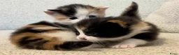 Mixed Breed cats for sale: Two beautiful kittens - Advert 3