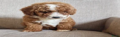 Cockapoo 2