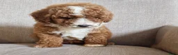 Cockapoo dogs for sale: F1b, genetically health clear - Advert 2