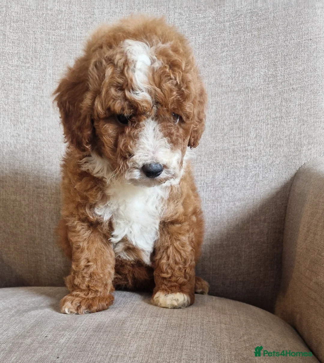 Cockapoo dogs for sale: F1b, genetically health clear - Advert 2