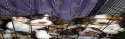 Cocker Spaniel dogs for sale: 4 Working Cocker Spaniel Puppies - Advert 9