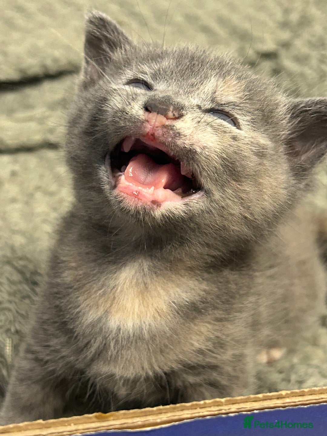 Domestic Shorthair cats for sale: 2 pretty girls - Image 6