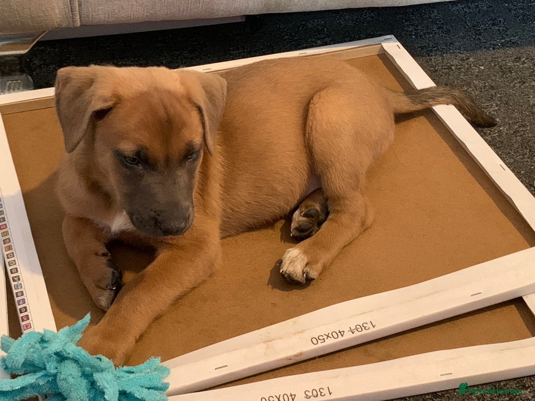 Mixed Breed dogs for sale: 2 beautiful babies left - Image 2