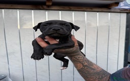 American Bull Staffy dogs for sale: Adorable American Staffordshire Terrier Puppies - Image 7