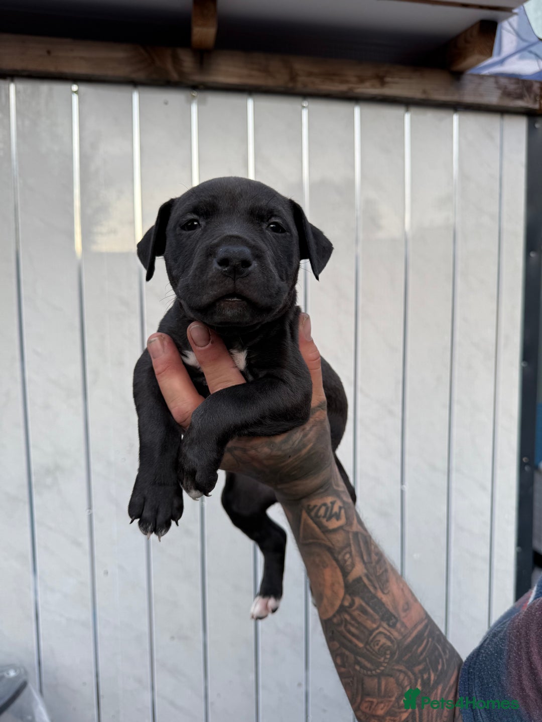 American Bull Staffy dogs for sale: Adorable American Staffordshire Terrier Puppies - Image 7