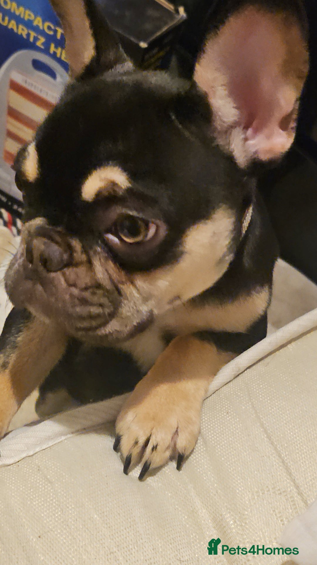 Mixed Breed rabbits for sale: 9 month old full French bulldog  - Advert 4