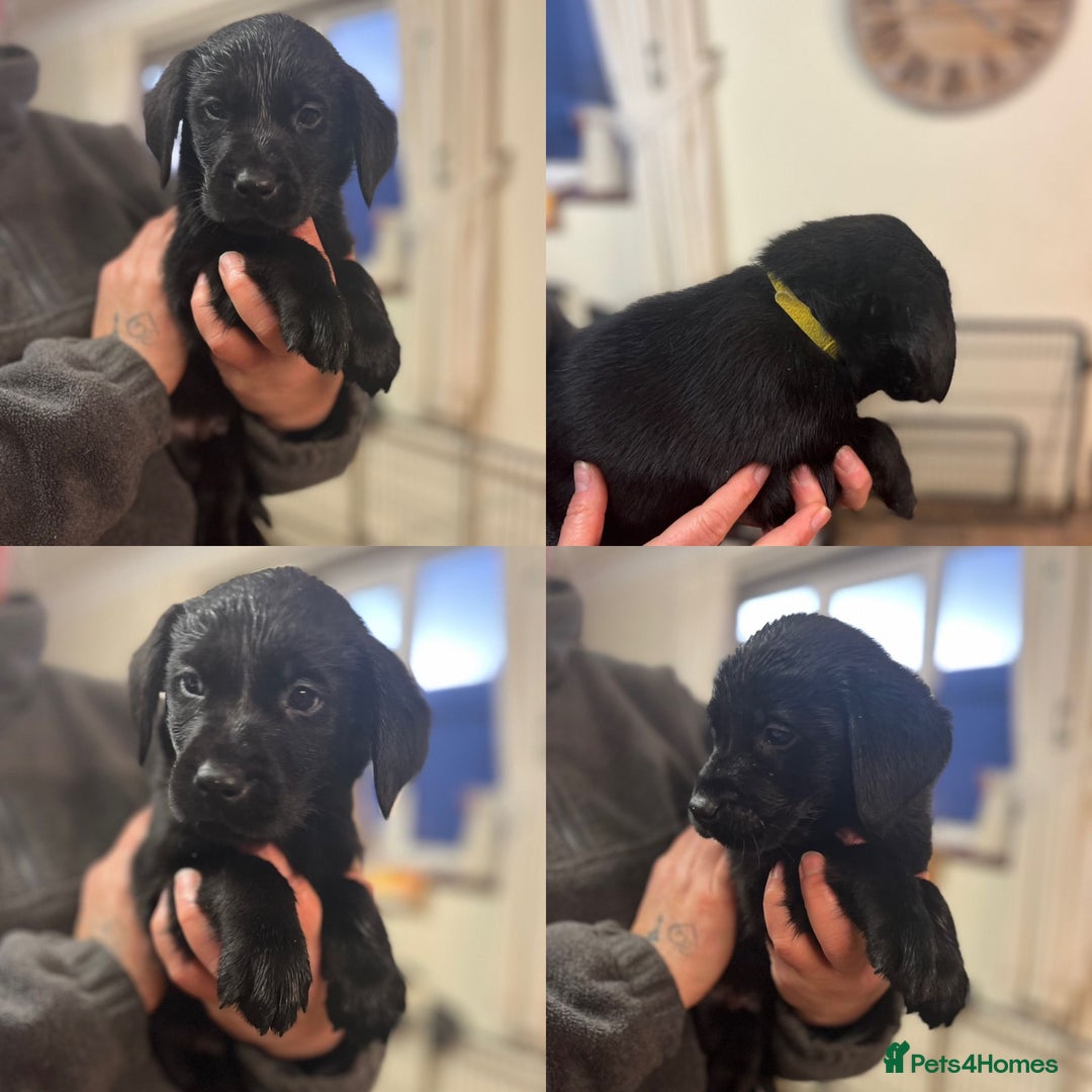 Mixed Breed dogs for sale: Labrador cross puppies - Advert 10