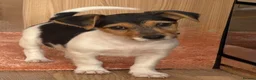 Jack Russell dogs for sale: Traditional short-legged Jack Russell puppy’s. - Advert 13