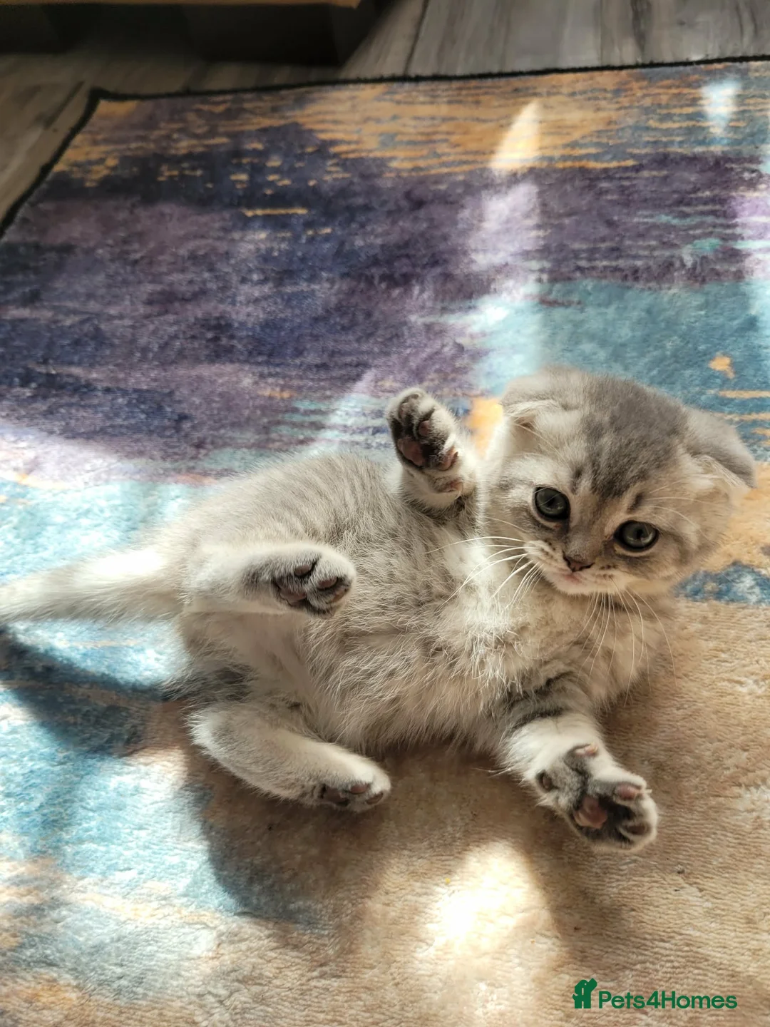 Scottish Fold cats for sale: Scottish fold girl  - Advert 1