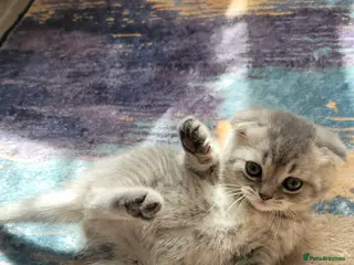 Scottish Fold cats Scottish fold girl - Advert 9