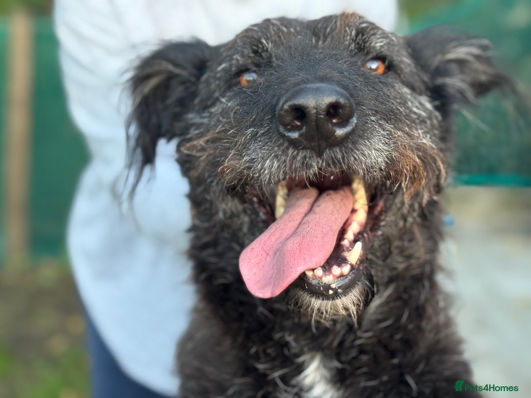 Mixed Breed dogs for adoption: Miro is desperate to find his special Person 💙 - Advert 3