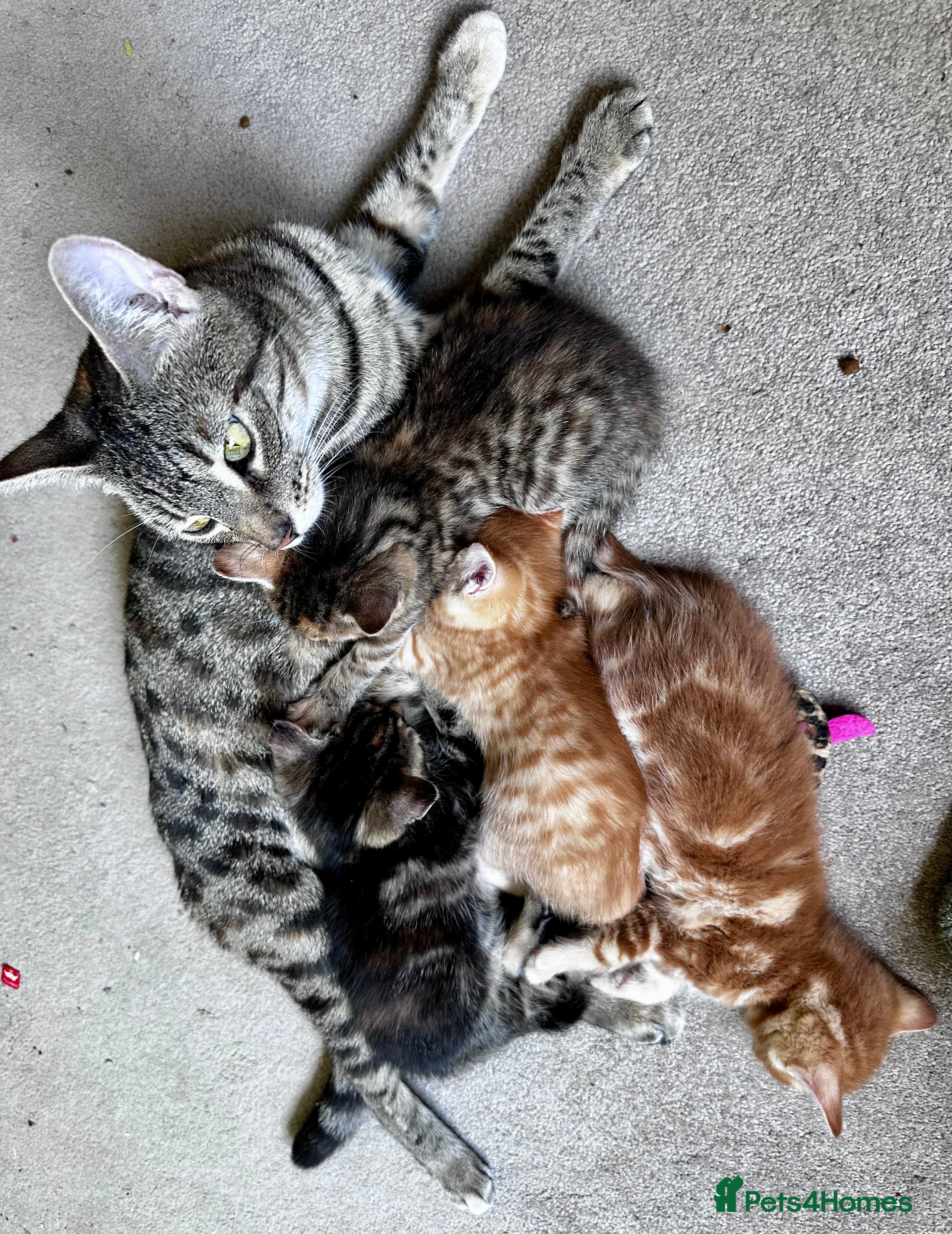 Mixed Breed cats Amiable mixed kittens  - Advert 2