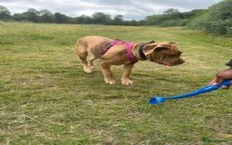 Mixed Breed dogs for sale: Beautiful cane corso NALA - Advert 3