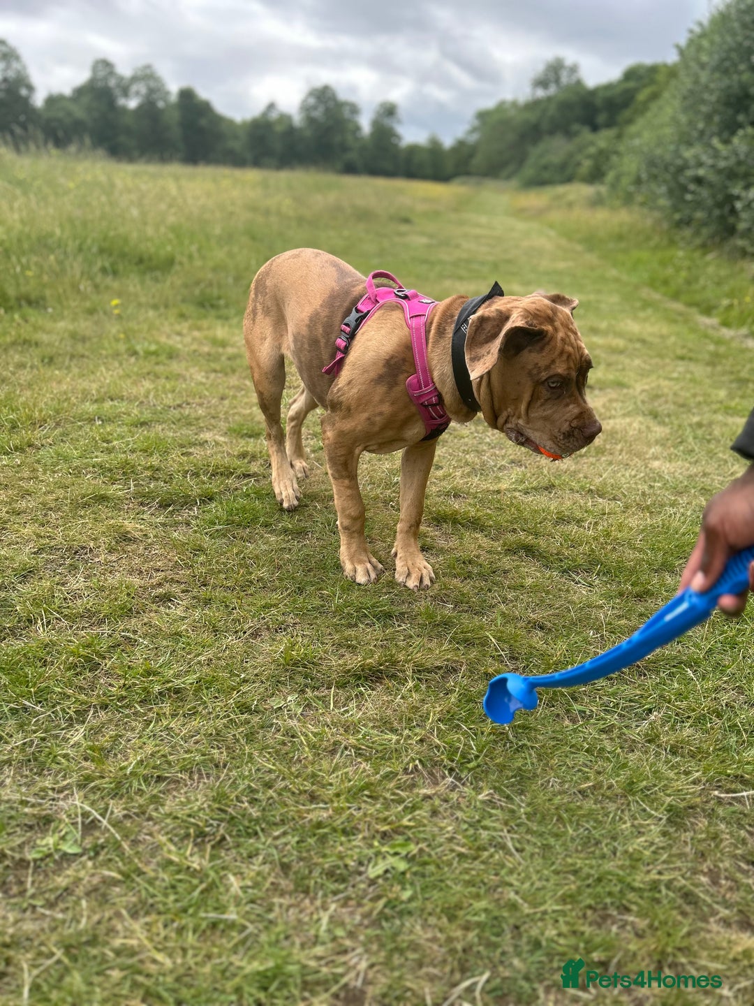 Mixed Breed dogs for sale: Beautiful cane corso NALA - Advert 3