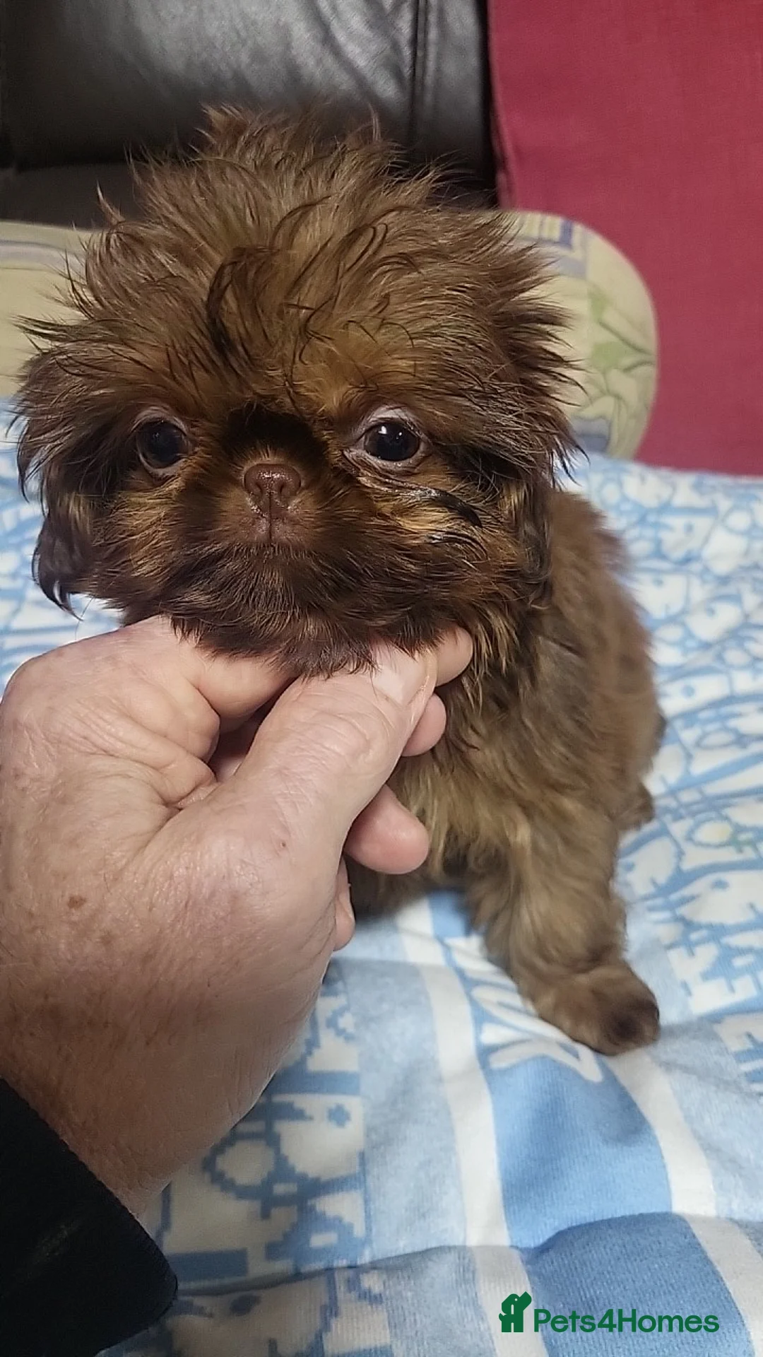 Shih Tzu dogs for sale: shih tzu imperial small girl & boy choc orange  - Advert 5