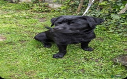 Mixed Breed dogs for sale: Beautiful beloved family dog  - Image 3