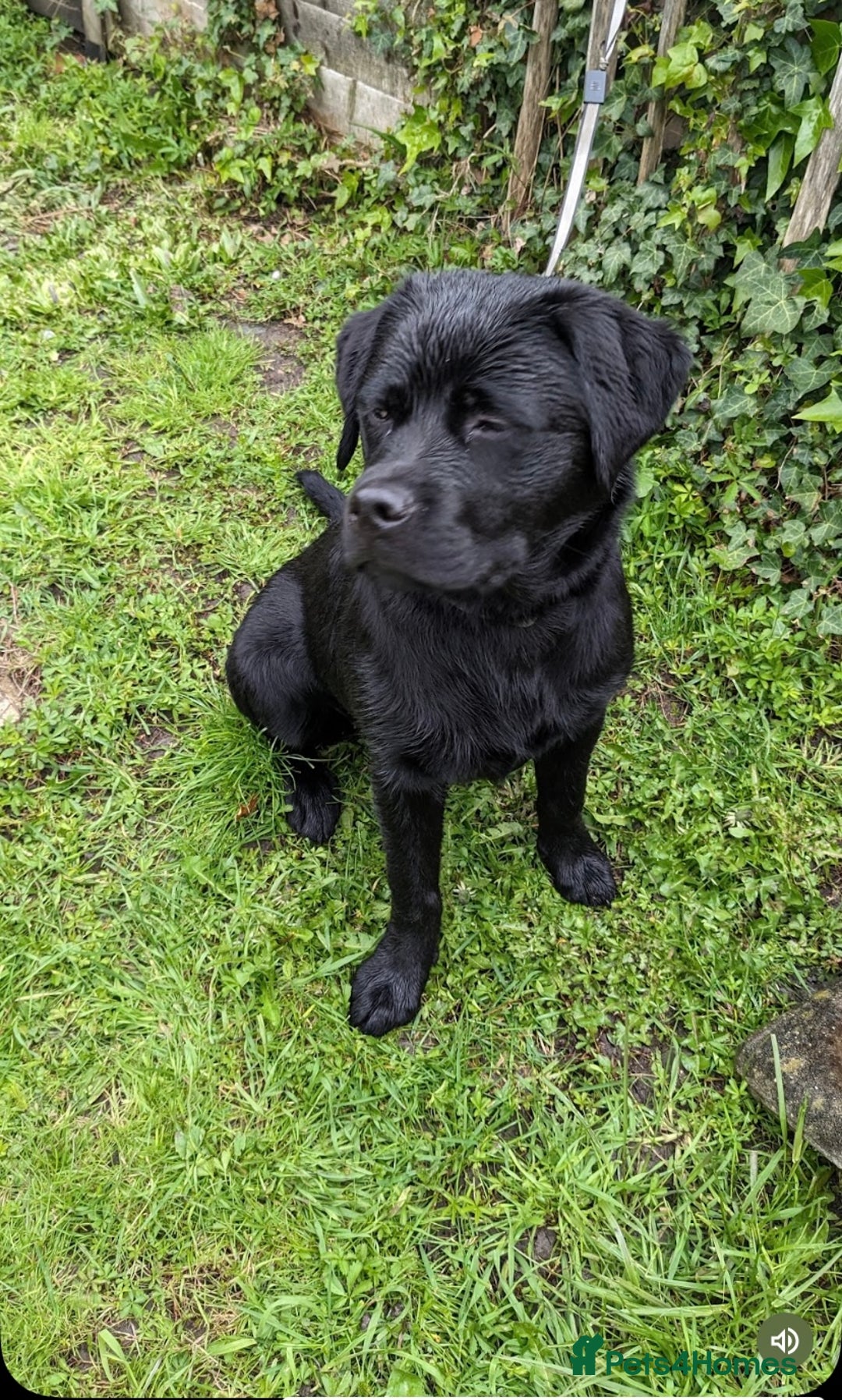 Mixed Breed dogs for sale: Beautiful beloved family dog  - Image 3