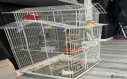 Parrots birds for sale: Rosella - Image 6