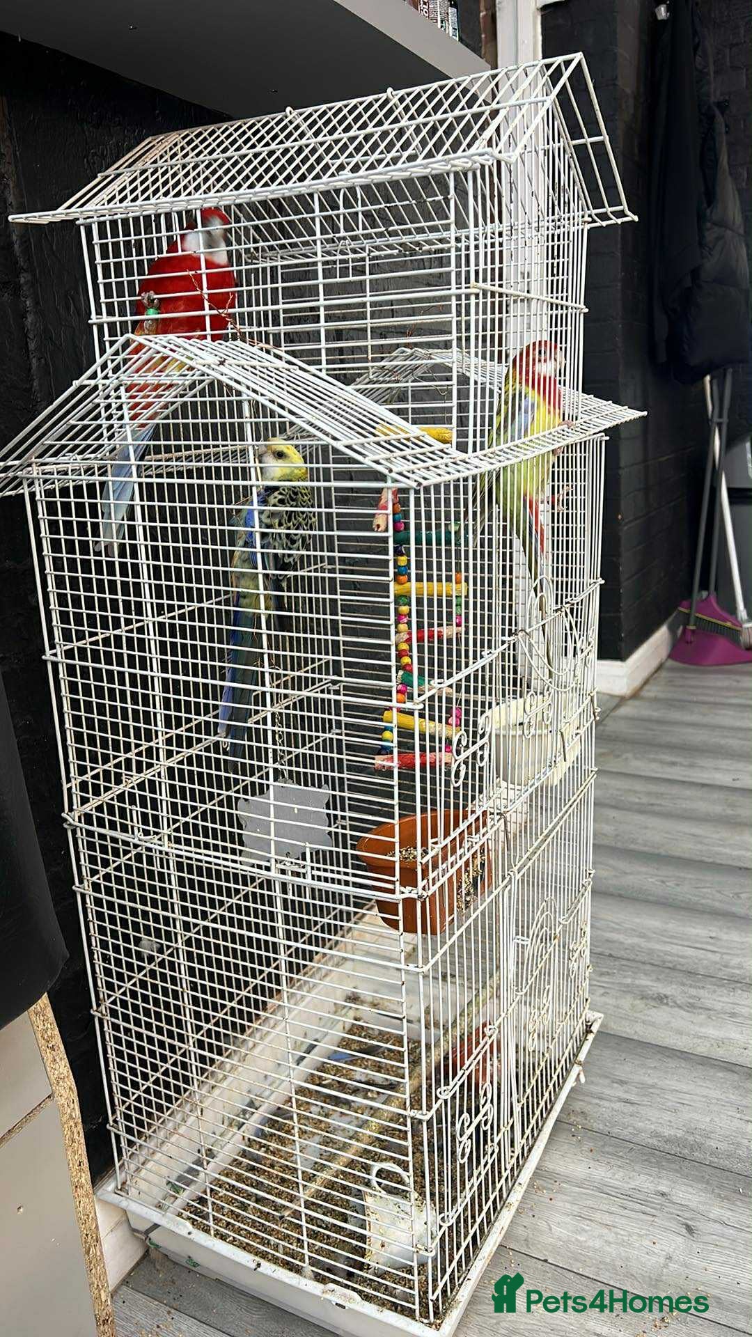 Parrots birds for sale: Rosella - Image 6